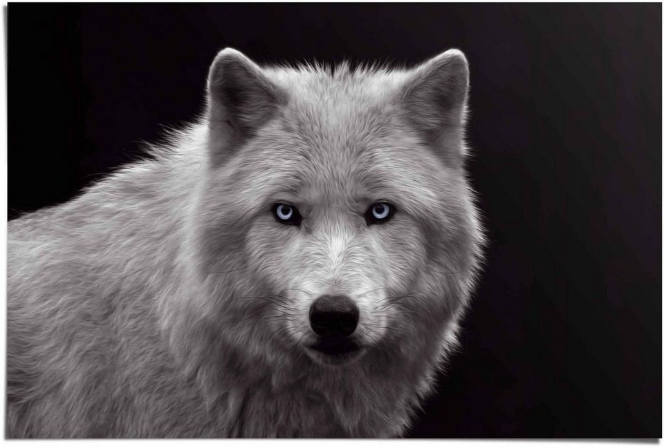 Reinders! Poster Weißer Wolf, (1 St), Qualitätsprodukt - Unsere Poster  werden ausschließlich in Europa hergestellt
