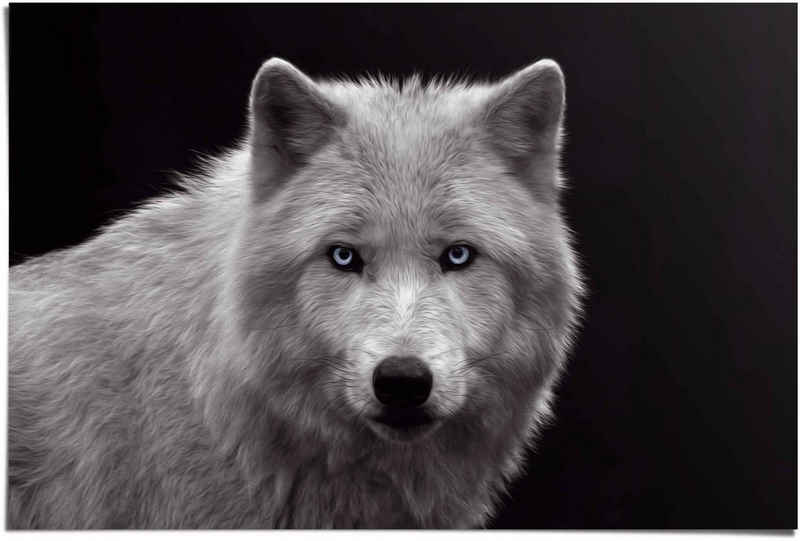 Reinders! Poster Weißer Wolf, (1 St)