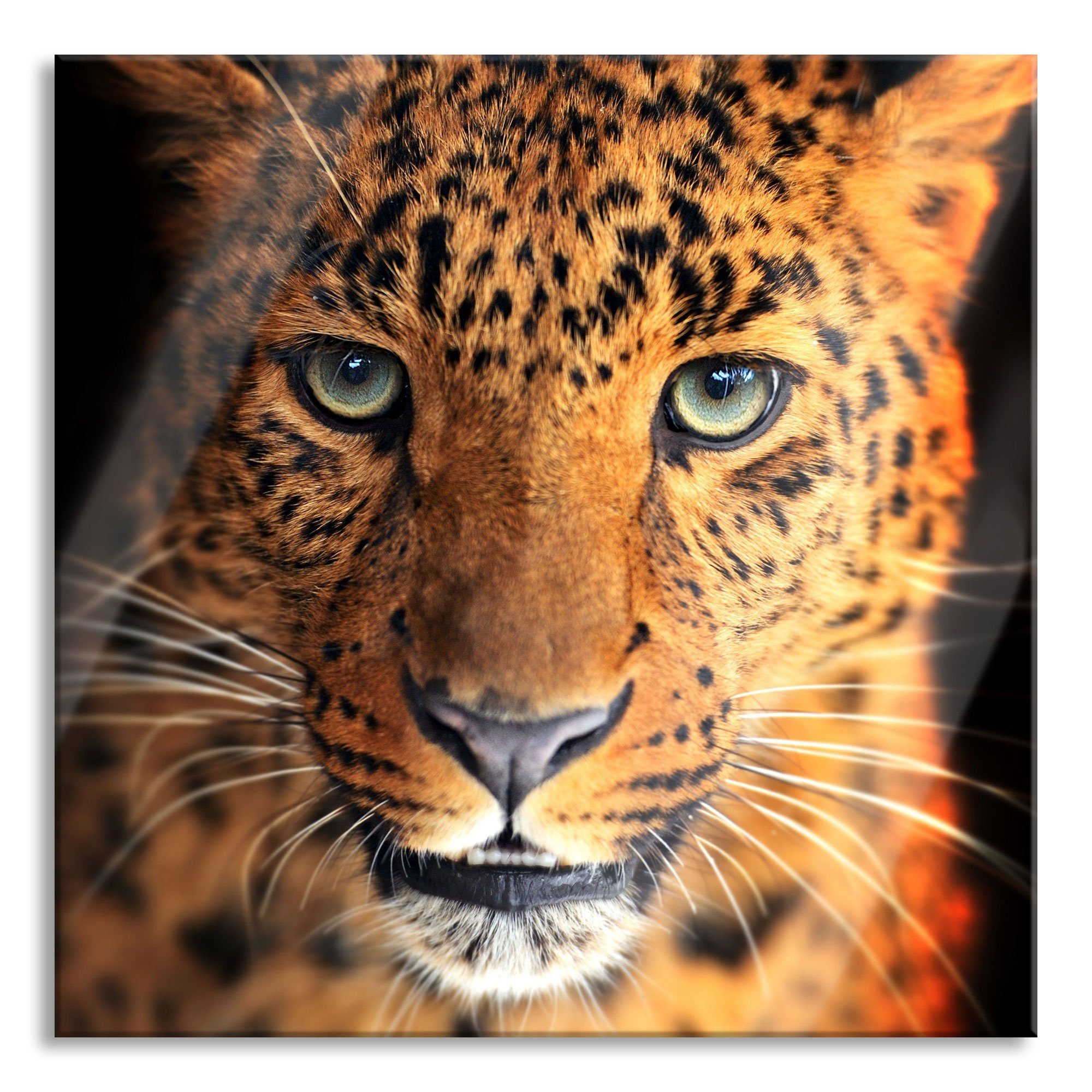Pixxprint Glasbild Stolzer Leopard, Stolzer Leopard (1 St), Glasbild aus Echtglas, inkl. Aufhängungen und Abstandshalter
