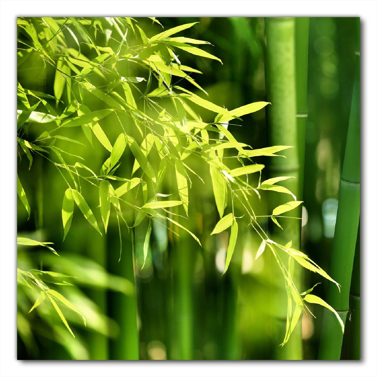 Wallario Möbelfolie Bambuswald mit grünen Bambuspflanzen