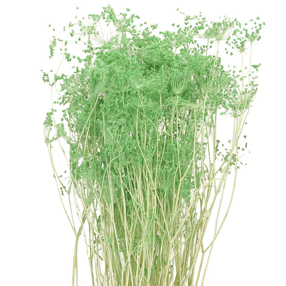 Trockenblume Elegante Trockenblumen Doldenblütler für Dekorationen, Florists Products, Höhe 8 cm
