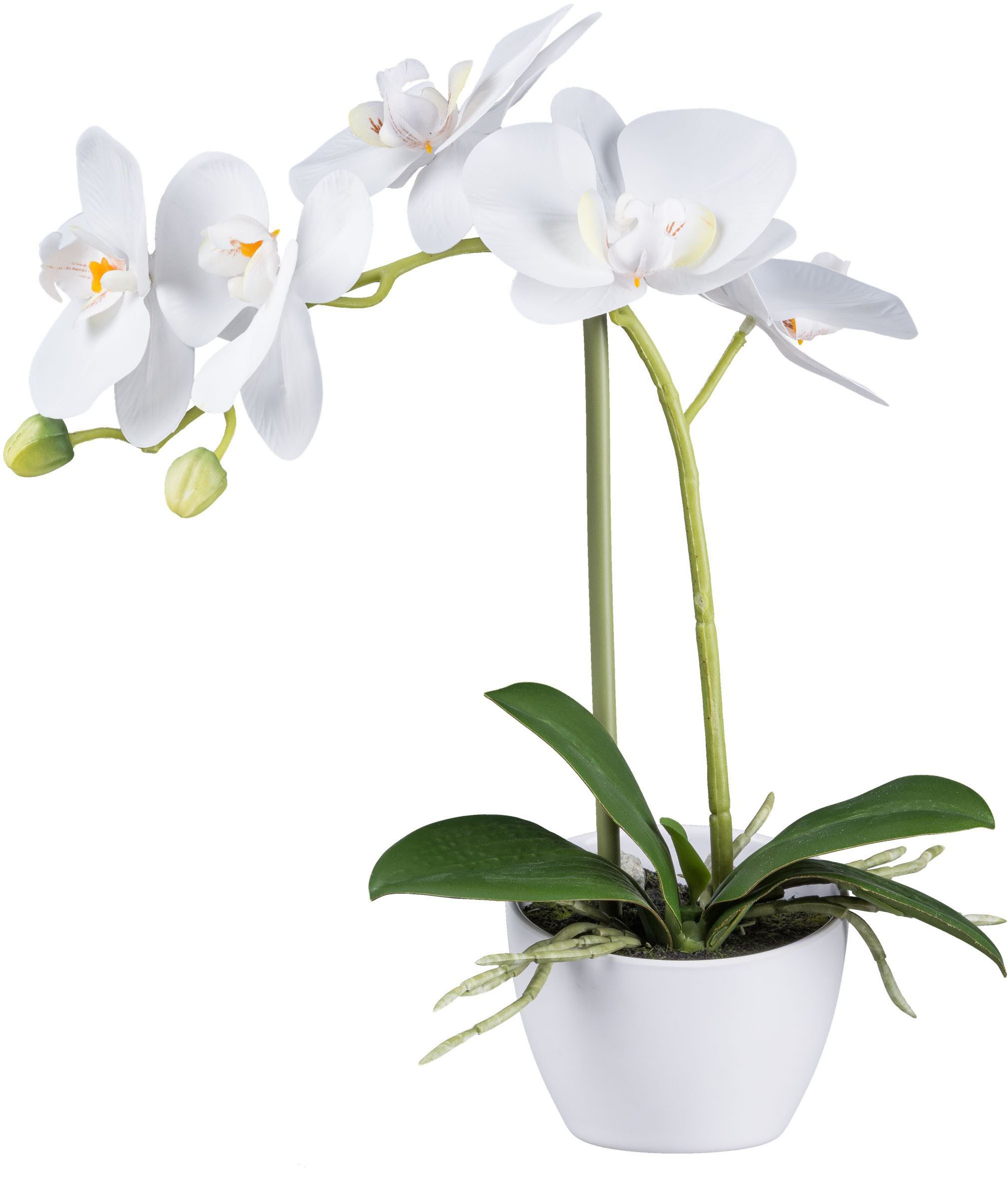 Kunstorchidee Orchidee Phalaenopsis, Creativ green, Höhe günstig online kaufen