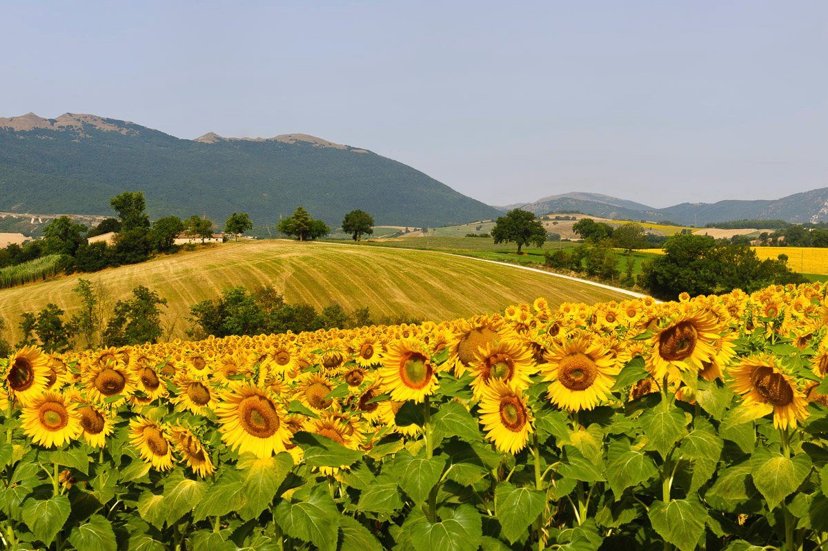 Fototapete Sonnenblumenfeld