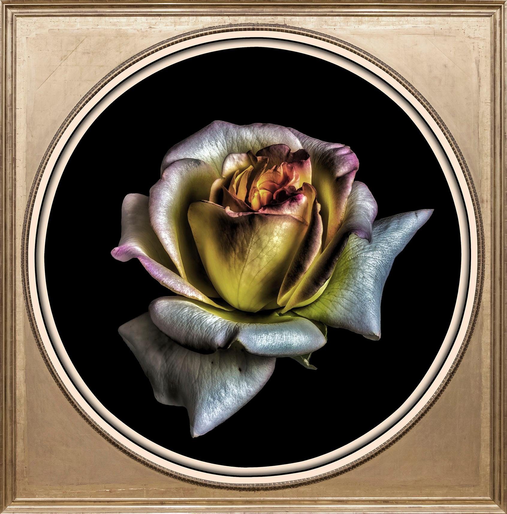 queence Acrylglasbild Rose