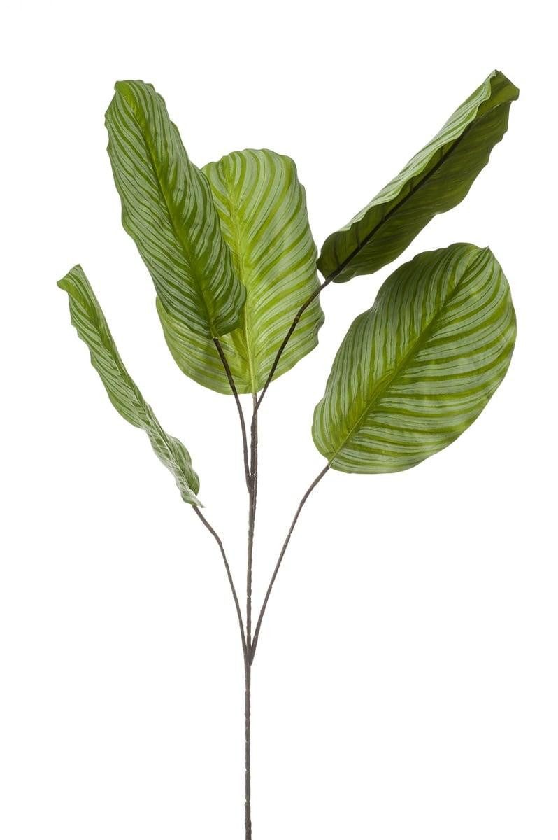 Kunstzweig Deko Zweig Calathea orbifolia KLINTO, grün-grau, 115cm Calathea (Calathea orbifolia), artplants, Höhe 115.0 cm