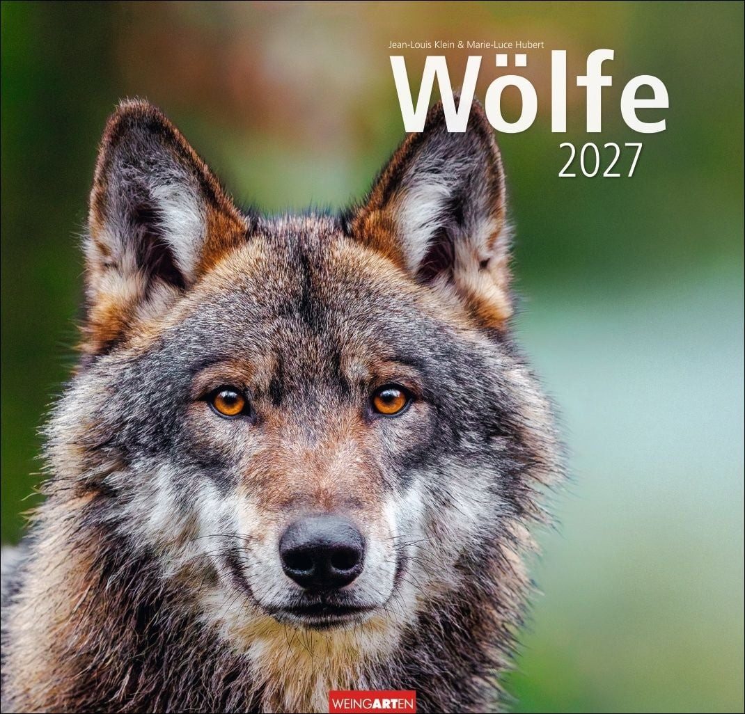Wandkalender Wölfe Kalender 2027 Tierkalender mit Wolf-Fotos vom bekannten Fotograf