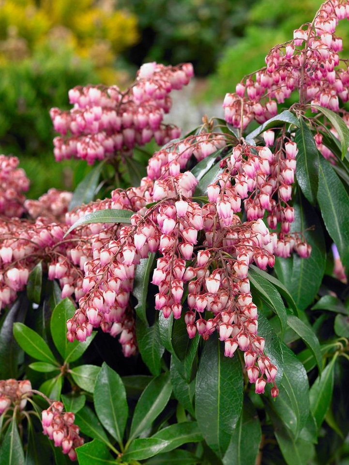 Thumbnail - Pflanzen für Dich Gehölze Pieris japonica Passion, 1 St., Japanische Lavendelheide, Lavendelheide