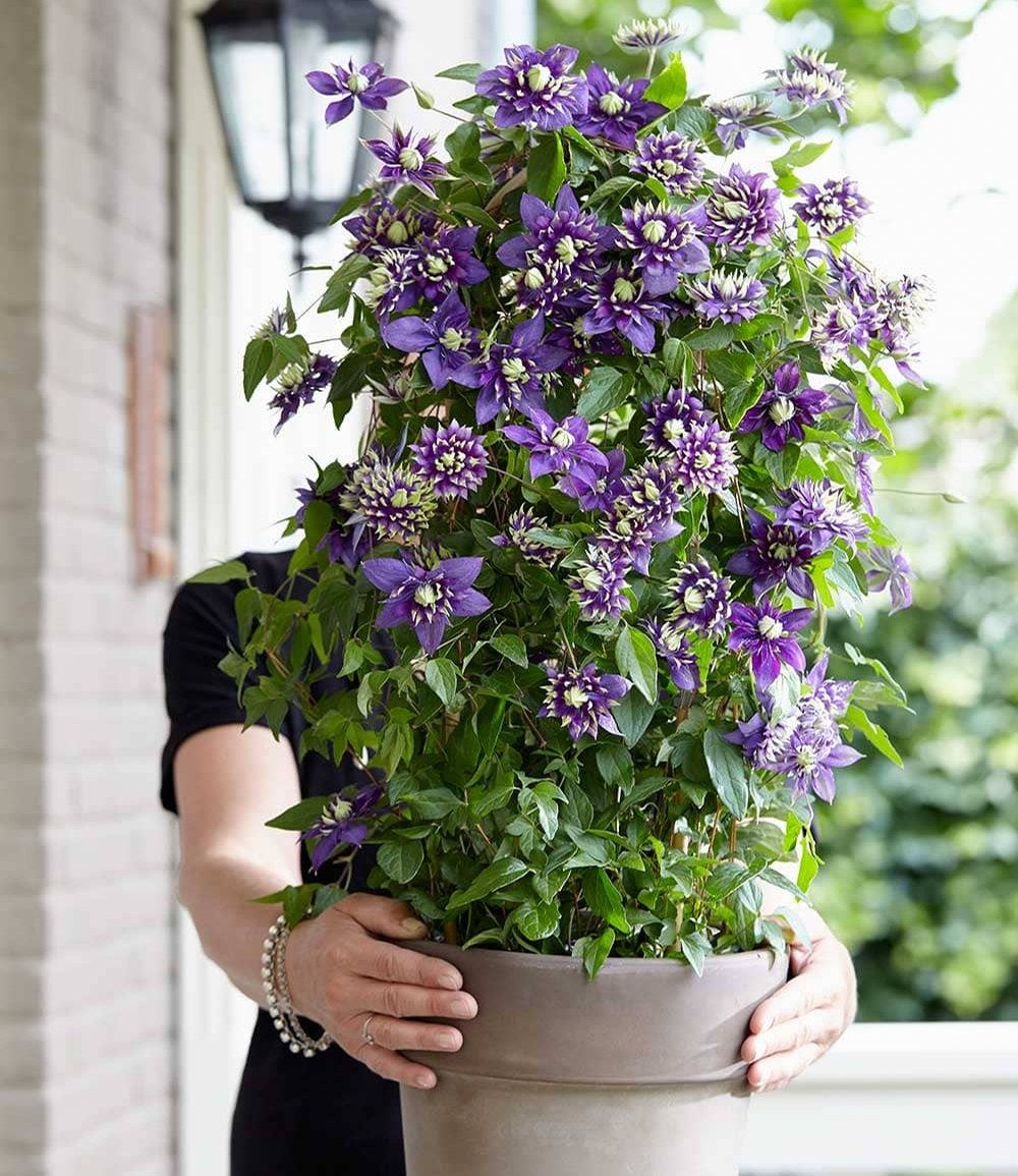 BALDUR Garten Zierstrauch Clematis 'Taiga®', 1 St., Duftclematis,winterhart, mehrjährig – Bild 4 von 5