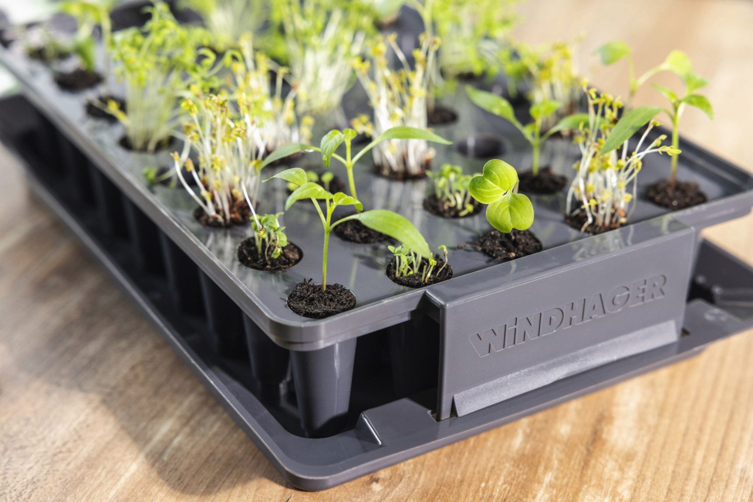 Windhager Gewächshaus Windhager Anzucht-Gewächshaus RootXtender 3in1 39