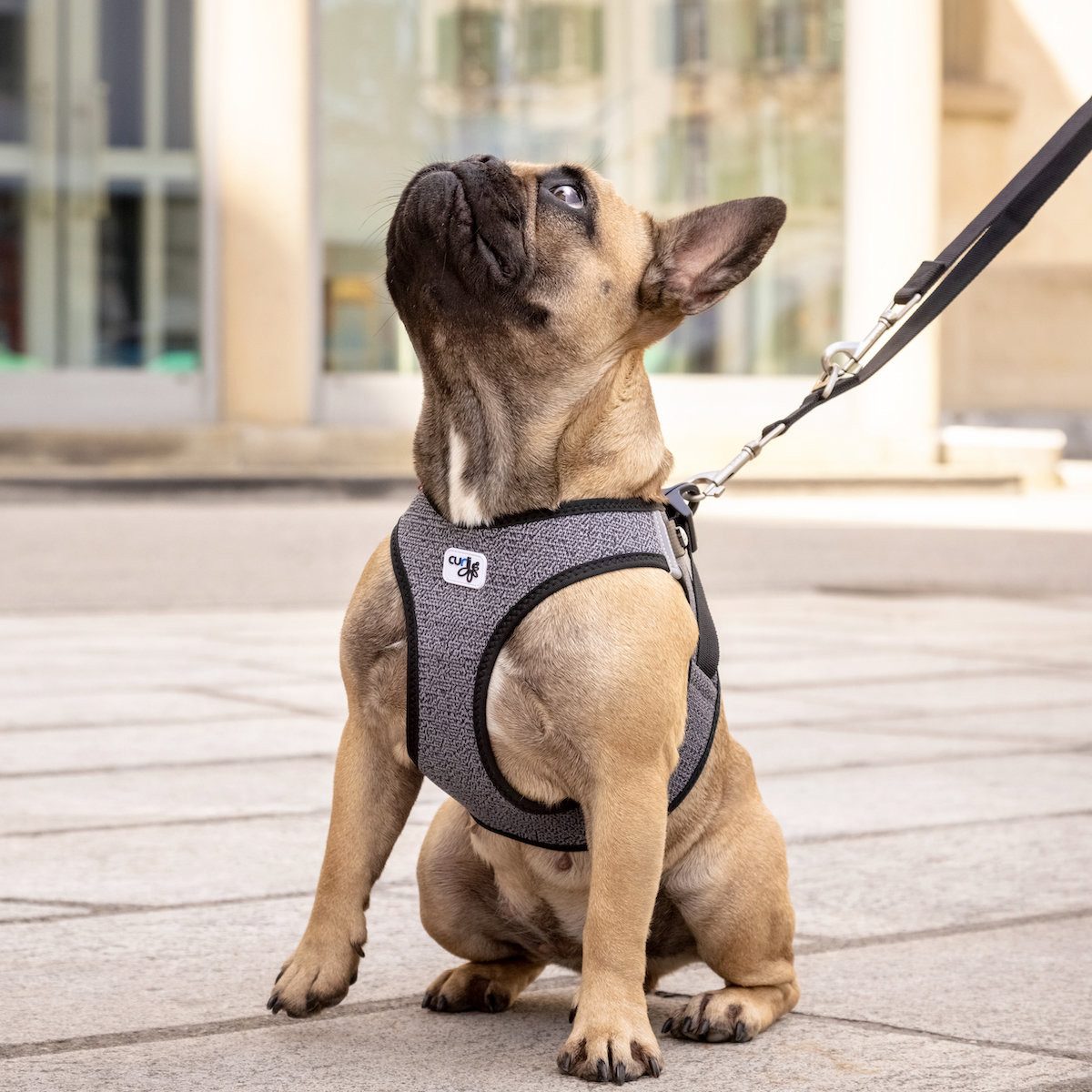 Curli Hunde-Geschirr Clasp Vest Geschirr Merino schwarz