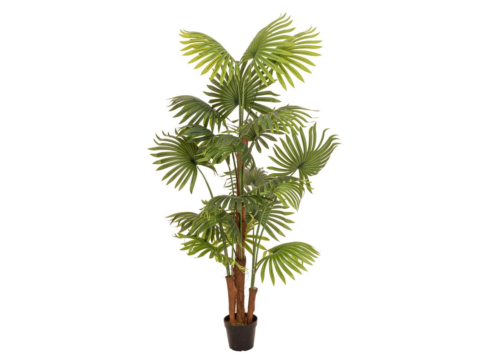 Kunstpflanze EUROPALMS Fächerpalme, Kunstpflanze, 165cm