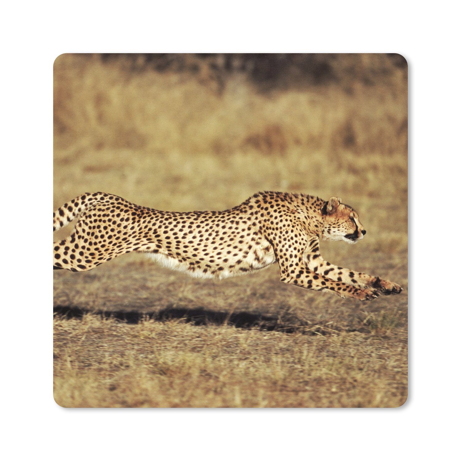 MuchoWow Gaming Mauspad Vorderansicht eines weiblichen Geparden (1-St), Gaming, Rutschfester Unterseite, Mausunterlage, 80x80 cm, XXL, Großes