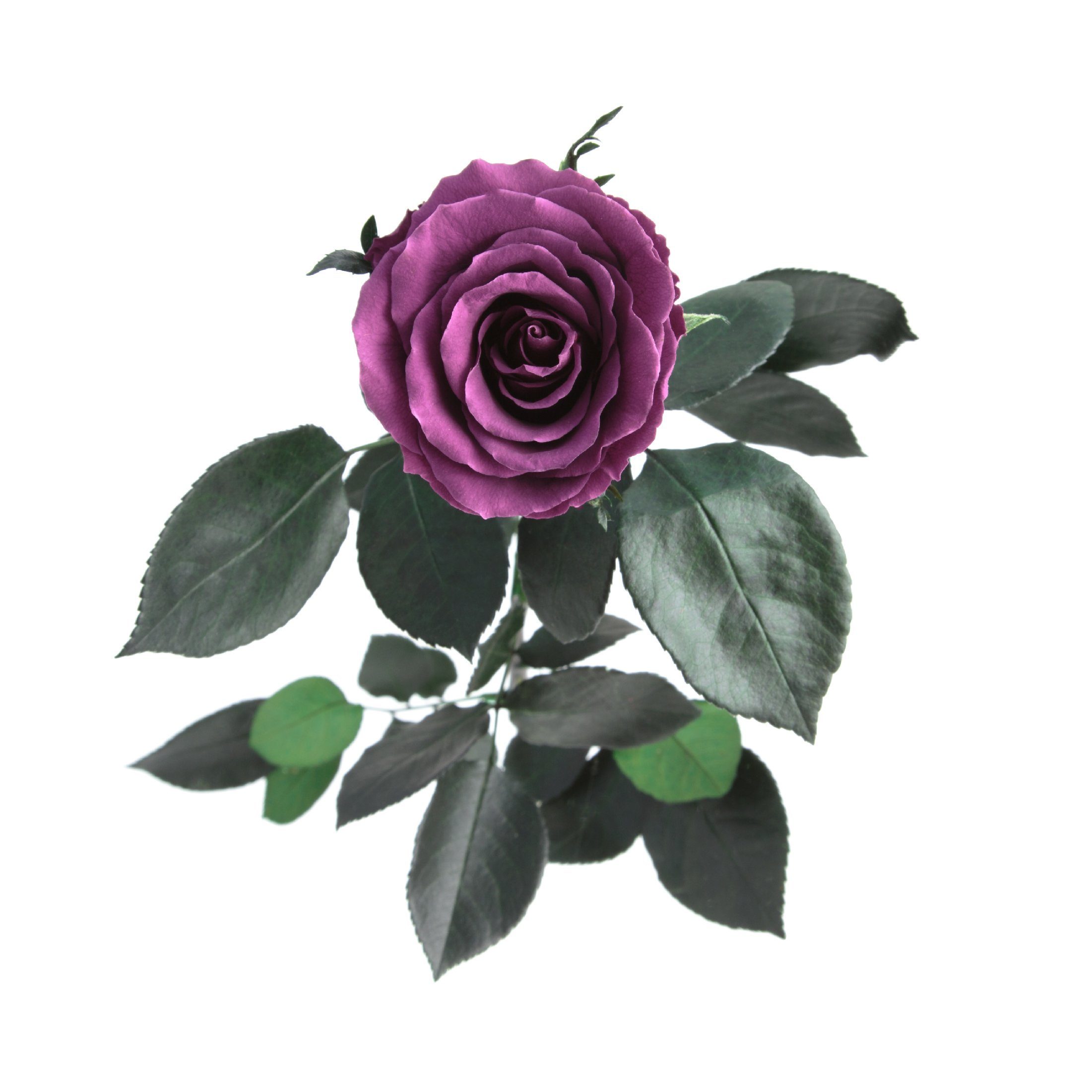 Kunstblume Ewige Rose konserviert mit Stiel echte haltbare Blume Rose, ROSEMARIE SCHULZ Heidelberg, Höhe 50 cm, Infinity Rose, Geschenk für Frauen, Valentinstag – Bild 4 von 5