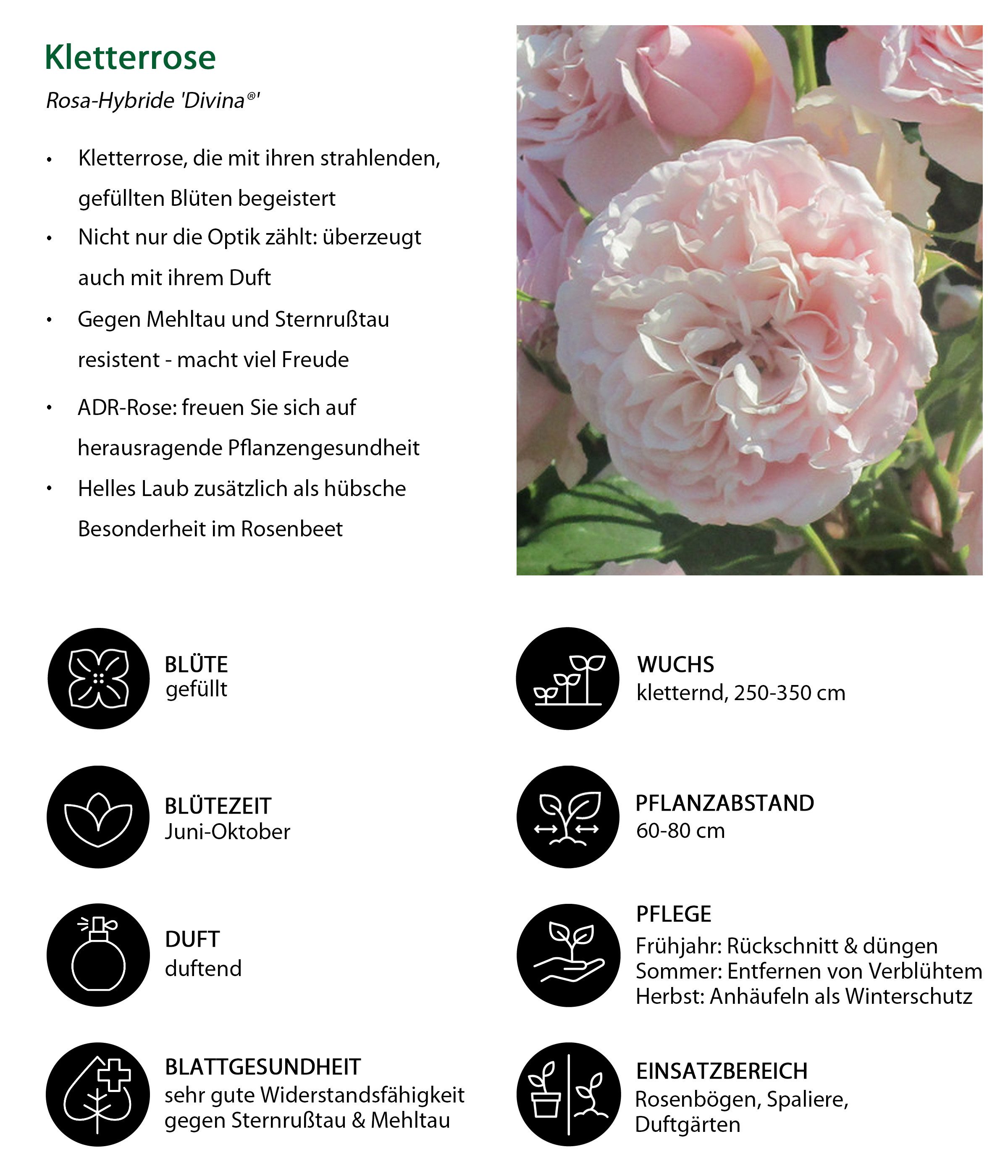 Dehner Rose Kletterrose Divina, Züchter Tantau, dicht gefüllte rosa Blüten