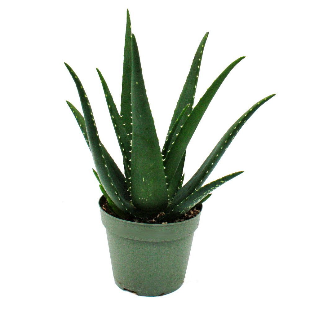 Exotenherz Sukkulente Aloe MEDIVERA - Neue Aloe vera Züchtung - 14cm Topf - günstig online kaufen