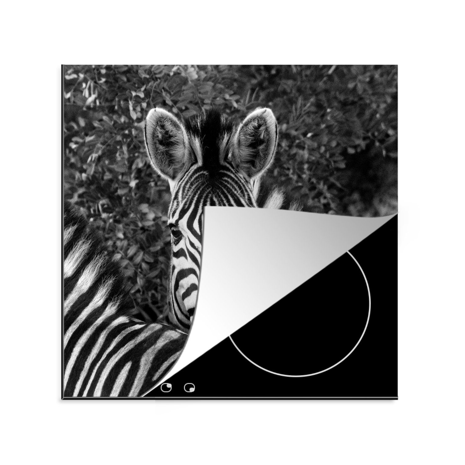 (1 Ceranfeldabdeckung, Vinyl, küche über tlg), Widerrist Zebras, Ein den Burchell-Zebra cm, MuchoWow Arbeitsplatte für eines anderen 78x78 Herdblende-/Abdeckplatte blickt