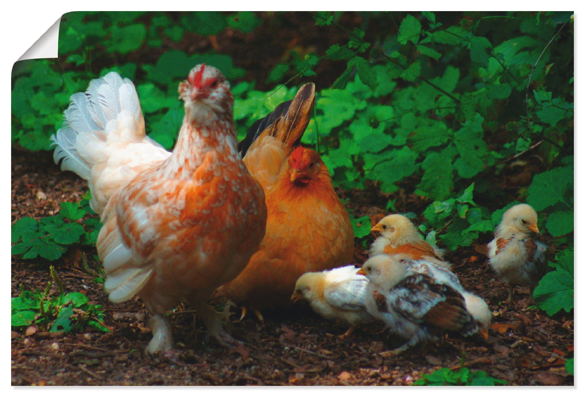 Wandaufkleber als Wandbild Poster Alubild, Kunterbunte Artland versch. Hühnerschar, Größen Haustiere (1 Leinwandbild, in St), oder