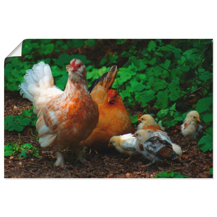 Artland Wandbild Kunterbunte Hühnerschar Haustiere (1 St) als Alubild Leinwandbild Wandaufkleber oder Poster in versch. Größen