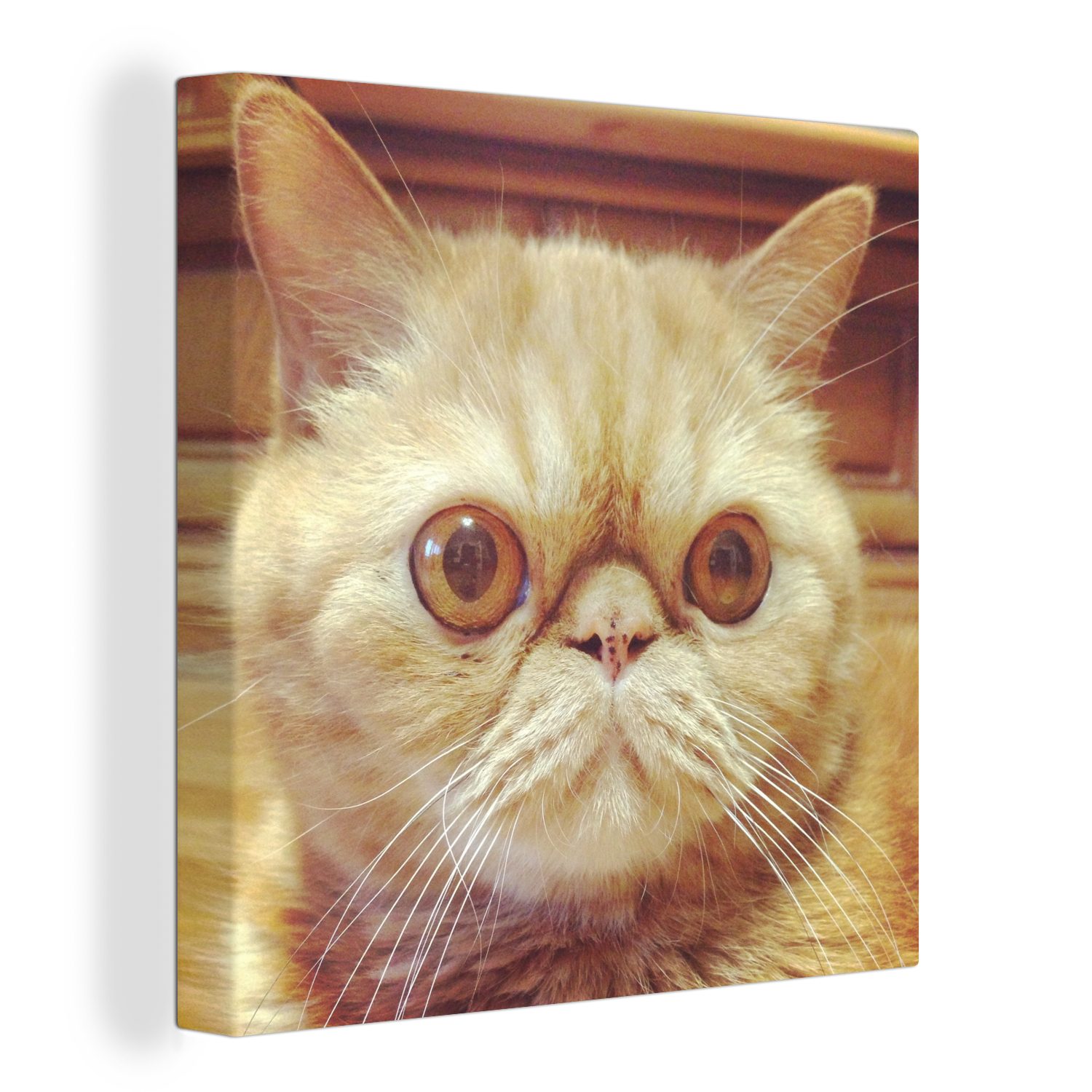 OneMillionCanvasses® Leinwandbild Nahaufnahme einer Exotic Shorthair Katze, (1 St), Leinwand Bilder für Wohnzimmer Schlafzimmer