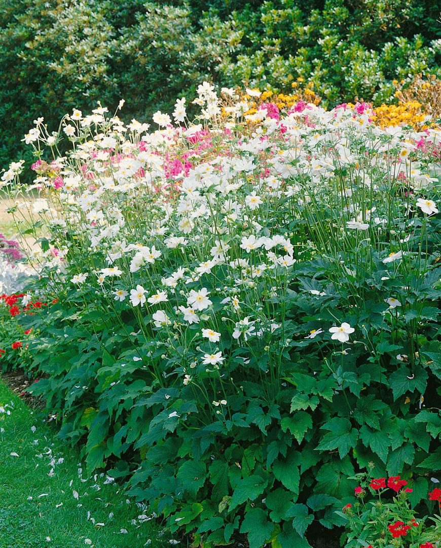Pflanzen für Dich Staude Anemone japonica Whirlwind, 1 St., Herbst-Anemone, Japan-Anemone