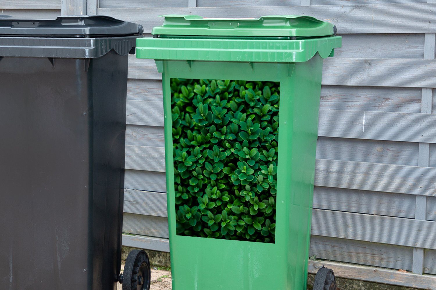 Container, (1 dunklen Sticker, von St), Wandsticker Mülltonne, Abfalbehälter Mülleimer-aufkleber, MuchoWow Buxusblättern Nahaufnahme
