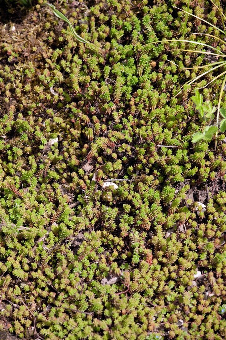 Pflanzen für Dich Staude Sedum sexangulare, 1 St., Mauerpfeffer, Fetthenne