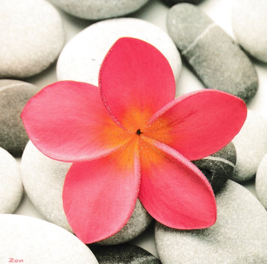 Postkarte Quadratische "Rosa Blüte auf Steinen", Erwachsene
