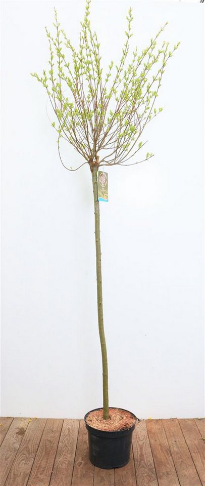 Pflanzen für Dich Gehölze Salix integra Hakuro Nishiki, 1 St., Harlekinweide, Japanische Weide