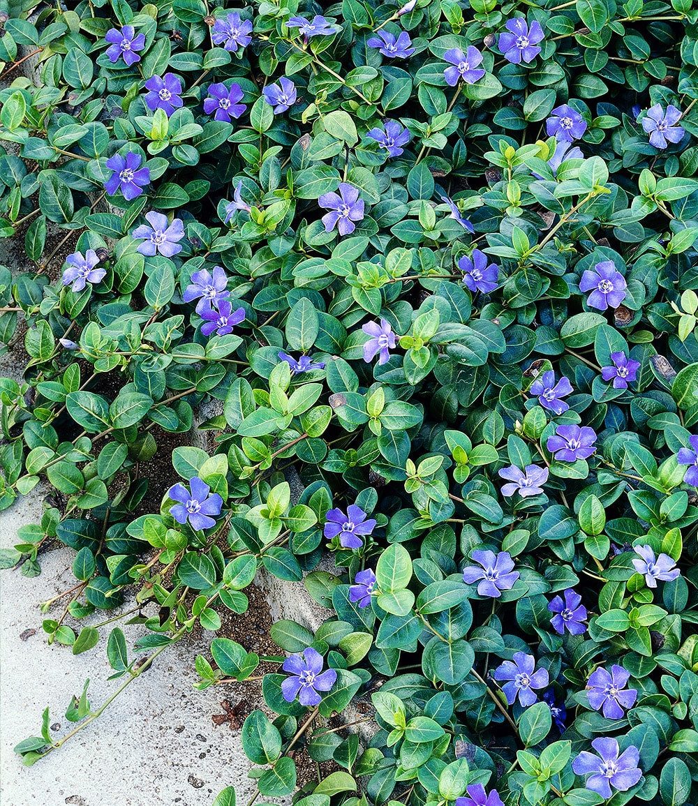 BALDUR Garten Bodendecker Vinca minor 'Blau', 3 St., Kleines Immergrün, winterhart, mehrjährig, pflegeleicht, robust