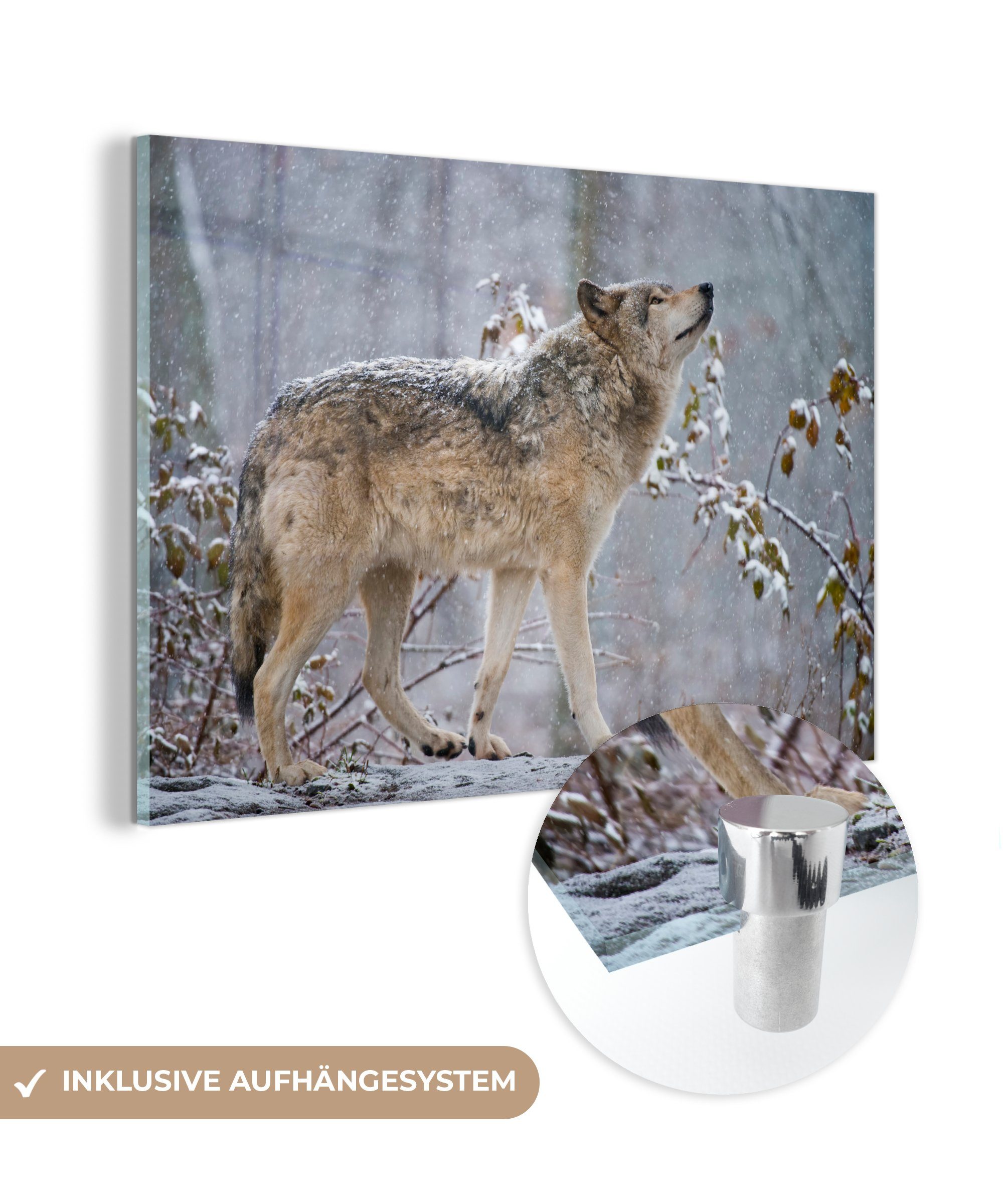 MuchoWow Acrylglasbild Wolf - Schnee - Winter, (1 St), Acrylglasbilder Wohnzimmer & Schlafzimmer