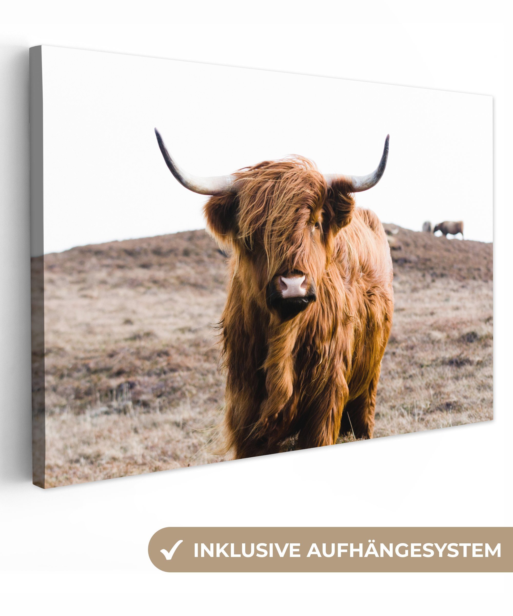 OneMillionCanvasses® Leinwandbild Schottische Highlander - Landschaft - Kuh günstig online kaufen