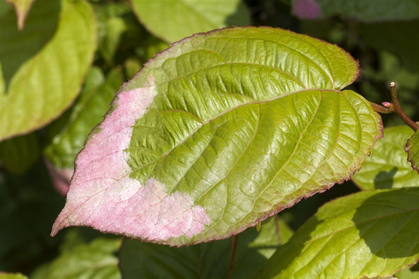 Pflanzen für Dich Obstpflanze Actinidia kolomikta, 1 St., Buntblättriger Strahlengriffel, Kolomikta-Kiwi, Zierkiwi, buntes Laub, kletterpflanze