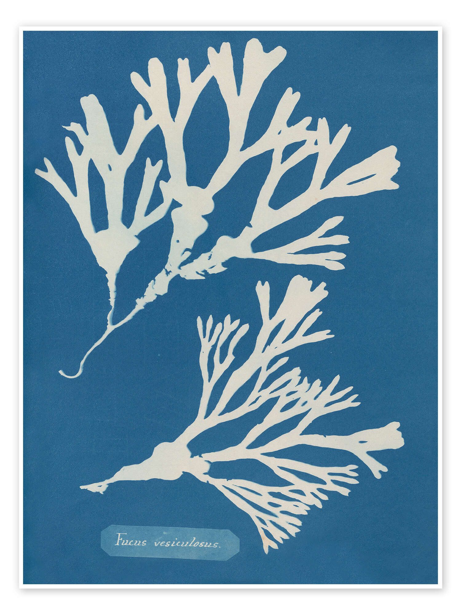 Poster Anna Atkins