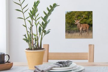 OneMillionCanvasses® Leinwandbild Tiere - Hirsche - Geweihe - Waldtiere - Natur, (1 St), Leinwand Bilder für Wohnzimmer Schlafzimmer