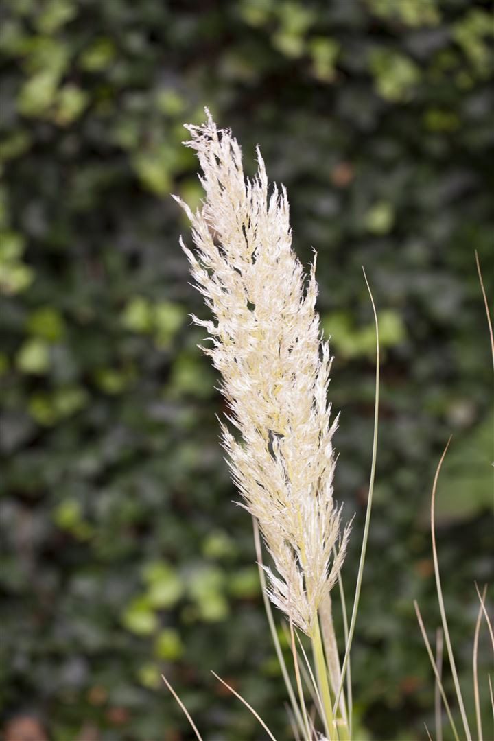 Pflanzen für Dich Gräser Cortaderia selloana, 1 St., Pampasgras, silbrig, imposante Blütenstände
