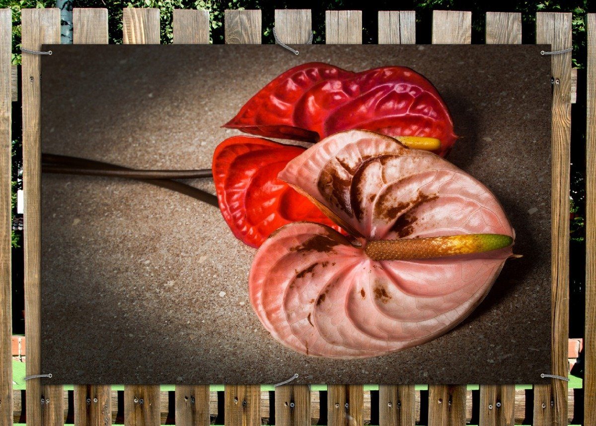 Thumbnail - Wallario Sichtschutzzaunmatten Blüten einer Flamingoblume - Anthurie - auf schwarzem Marmor