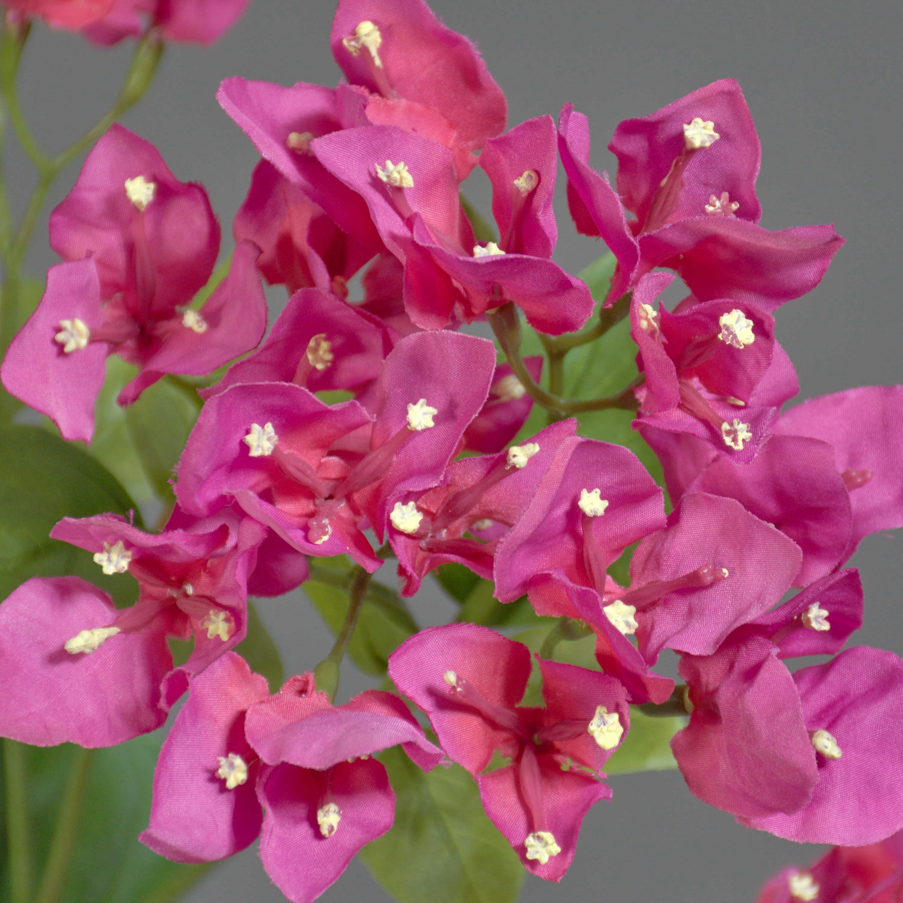 Kunstzweig Deko Zweig Bougainvillea NAJEM mit Blüten, pink, 80cm Bougainvillea, artplants, Höhe 80.0 cm