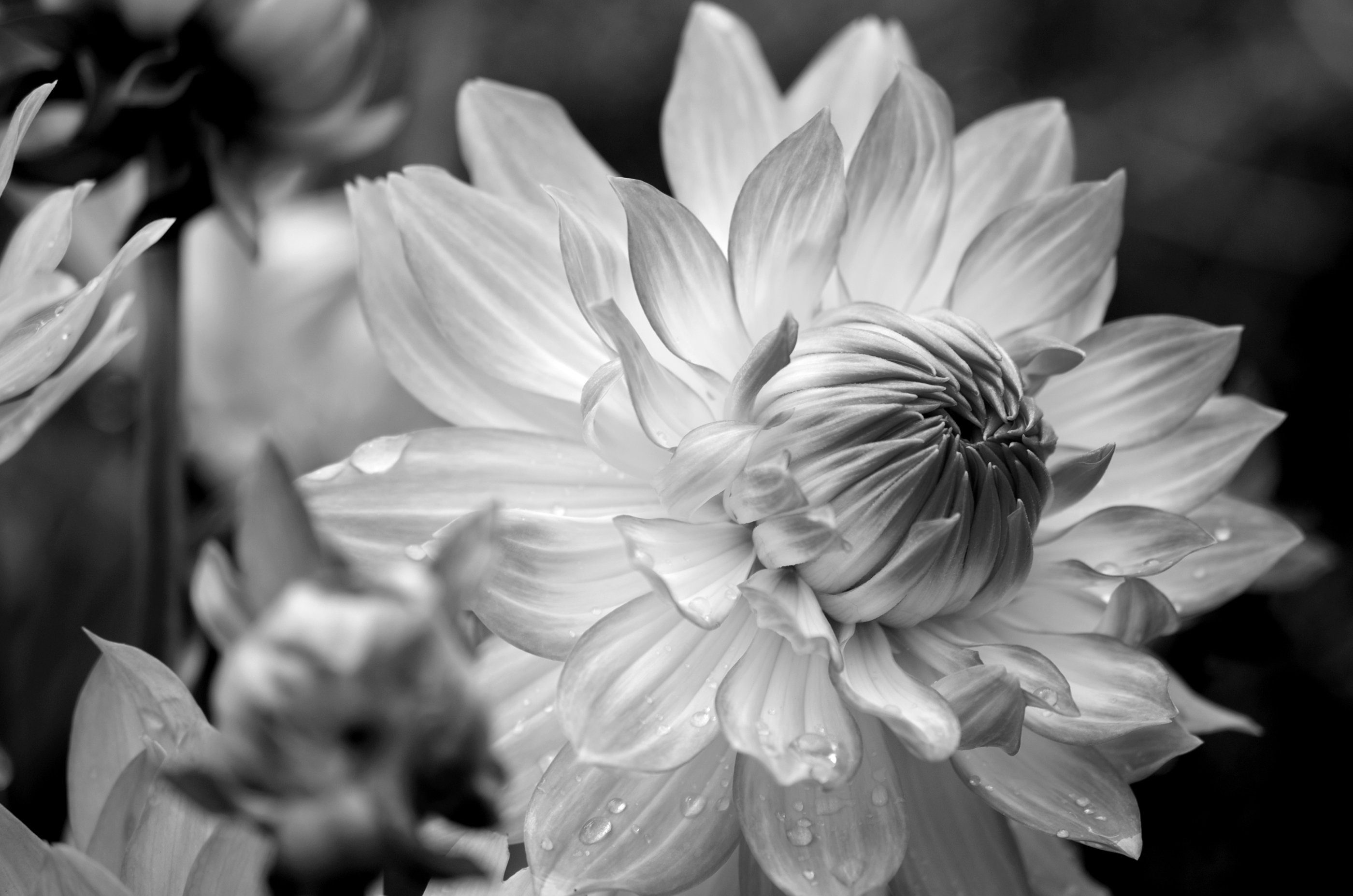 Papermoon Fototapete Blume Schwarz & Weiß | Fototapeten