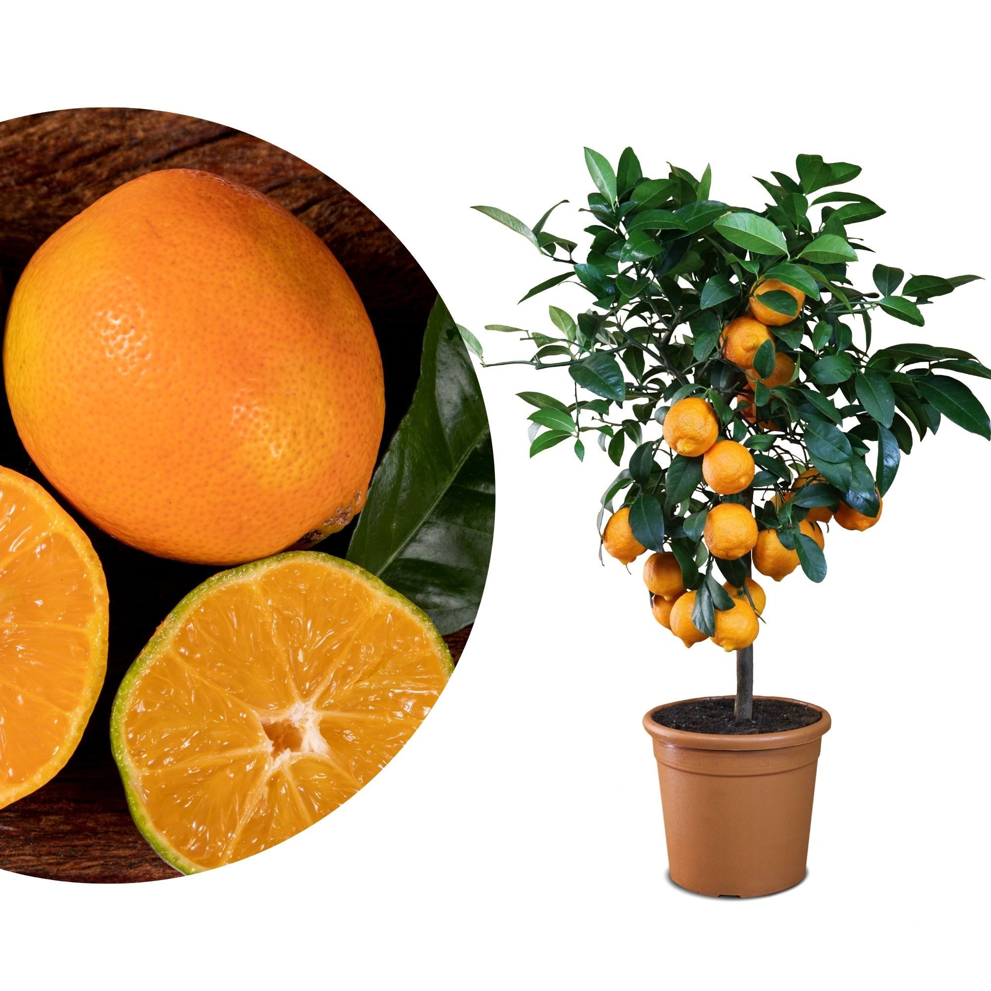 Meine Orangerie Obstpflanze Rote Limette - Lima Rossa - Rangpur Limette, echter Limettenbaum, professionell veredelter und fruchtreifer Zitrusbaum