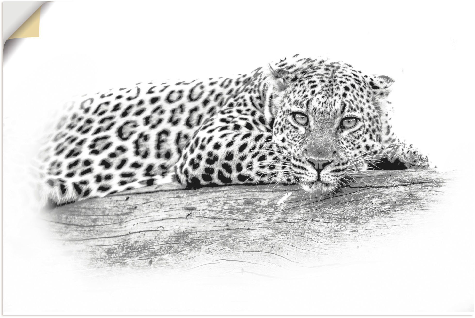 Artland Wandbild »Leopard High Key Optik«, Wildtiere (1 Stück), in vielen Größen & Produktarten - Alubild / Outdoorbild für den Außenbereich, Leinwandbild, Poster, Wandaufkleber / Wandtattoo auch für Badezimmer geeignet-Otto