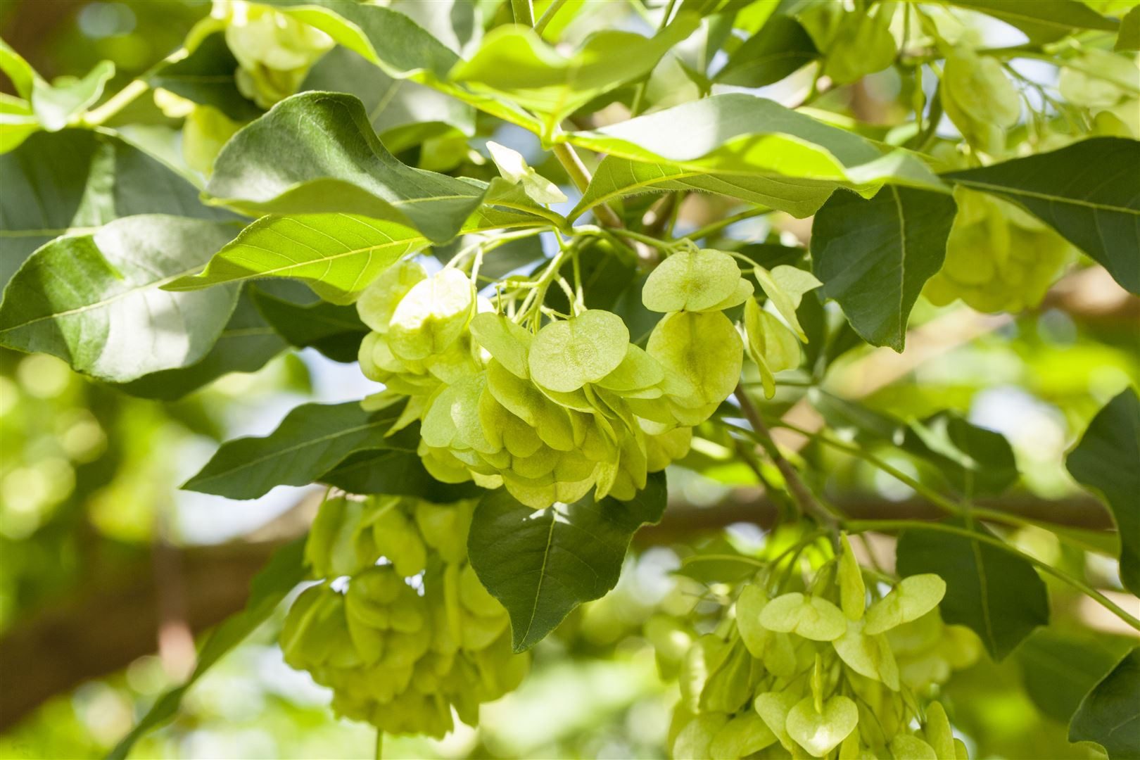 Pflanzen für Dich Kletterpflanze Ptelea trifoliata, 1 St., Hopfenbaum, Dreiblättrige Ptelea, Dreiblättriger Lederstrauch, gelbgrün, duftende Blüten