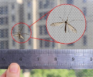 Rouemi Insektenschutz-Vorhang Fenster-Insektenvorhänge,selbstklebende,zuschneidbare Insektenvorhänge