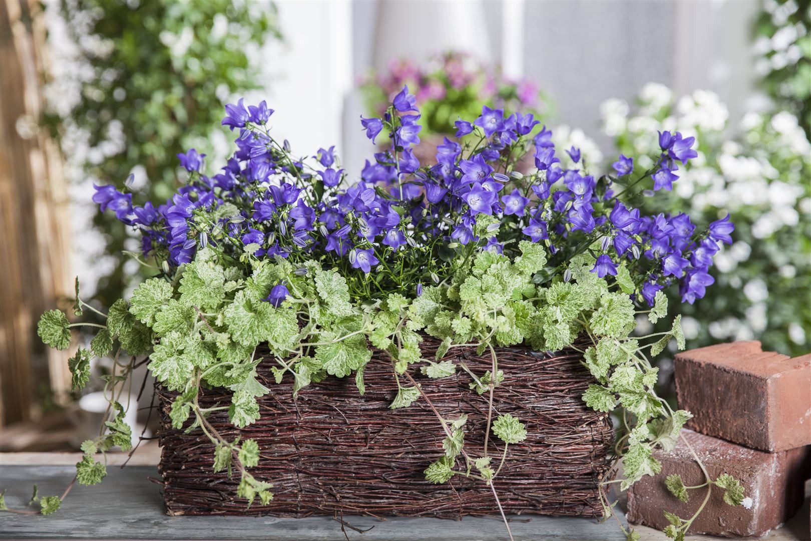 Pflanzen für Dich Staude Glechoma hederacea, 1 St., Gundermann, Gundelrebe, Erdefeu, Soldatenpetersilie