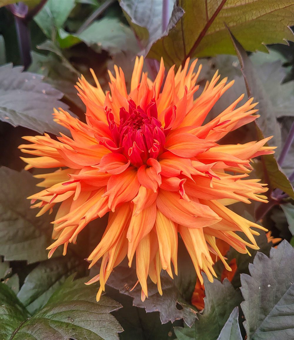 BALDUR Garten Blumenzwiebeln Dahlie 'Iron in the Fire®', Flammen-Dahlie, mehrjährig, besondere Farbe