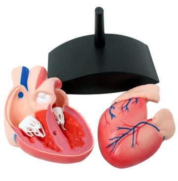 Edu-Toys Lernspielzeug Herzmodell zerlegbar in 2 Teile (2-St), kann geöffnet werden, Modell vom Stativ abnehmbar