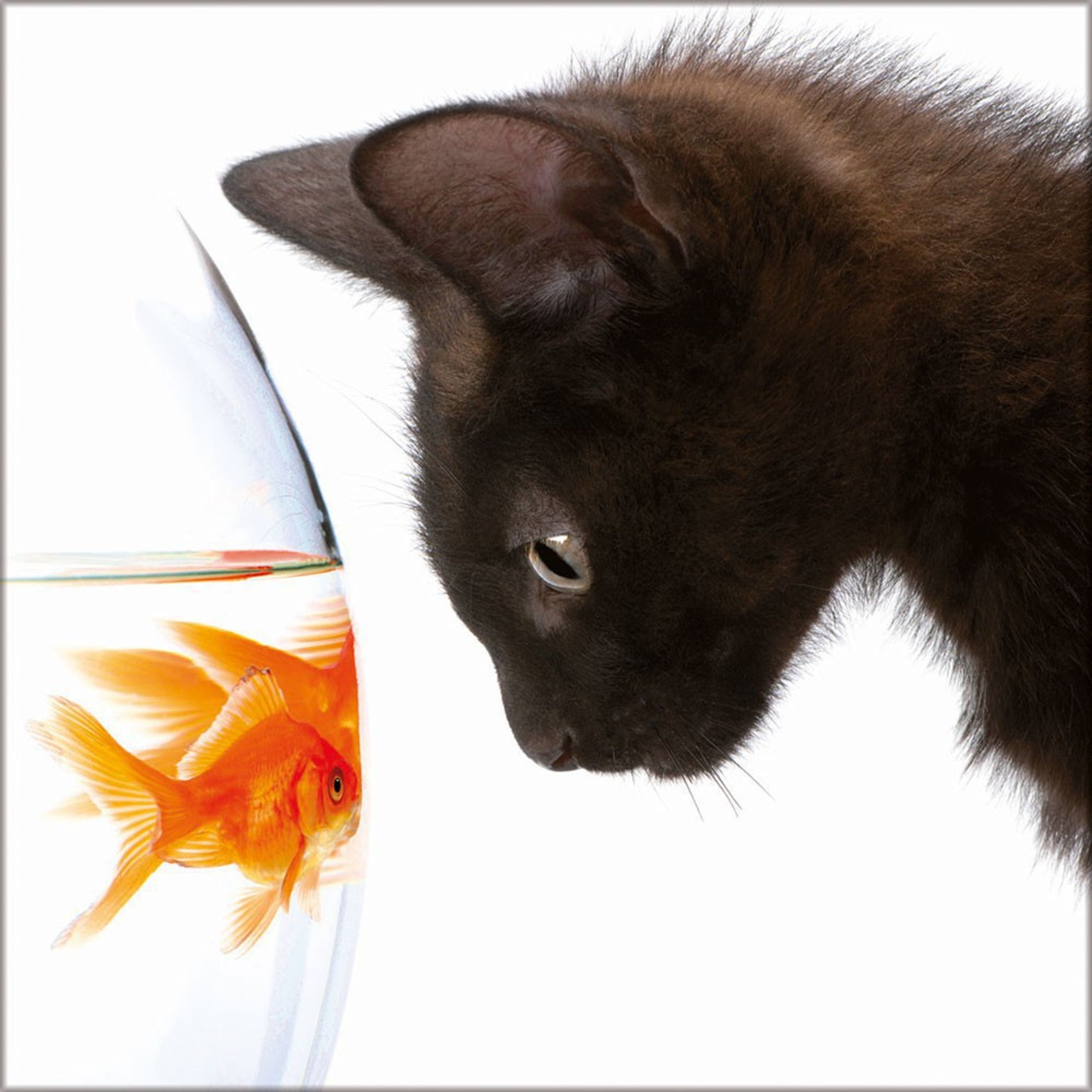 artissimo Glasbild Glasbild 30x30cm Bild Tiere Goldfisch Katze Foto