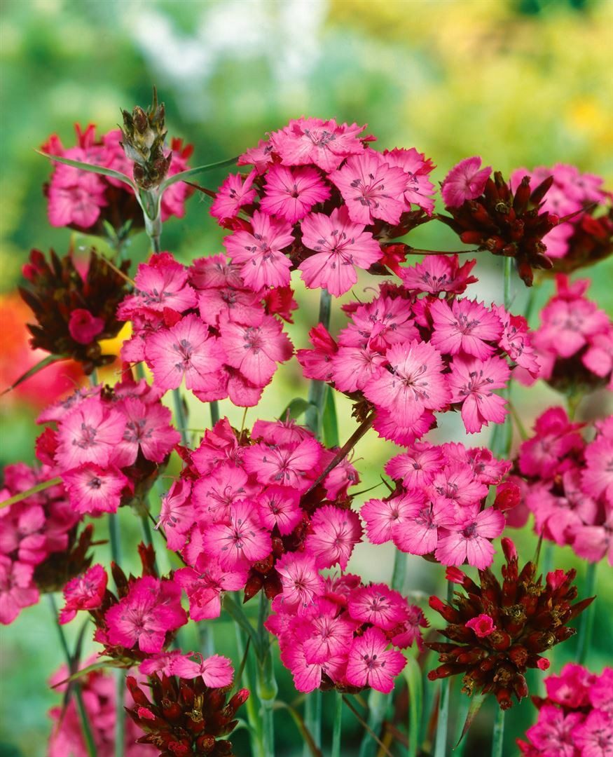 Pflanzen für Dich Staude Dianthus carthusianorum, 1 St., Karthäuser-Nelke