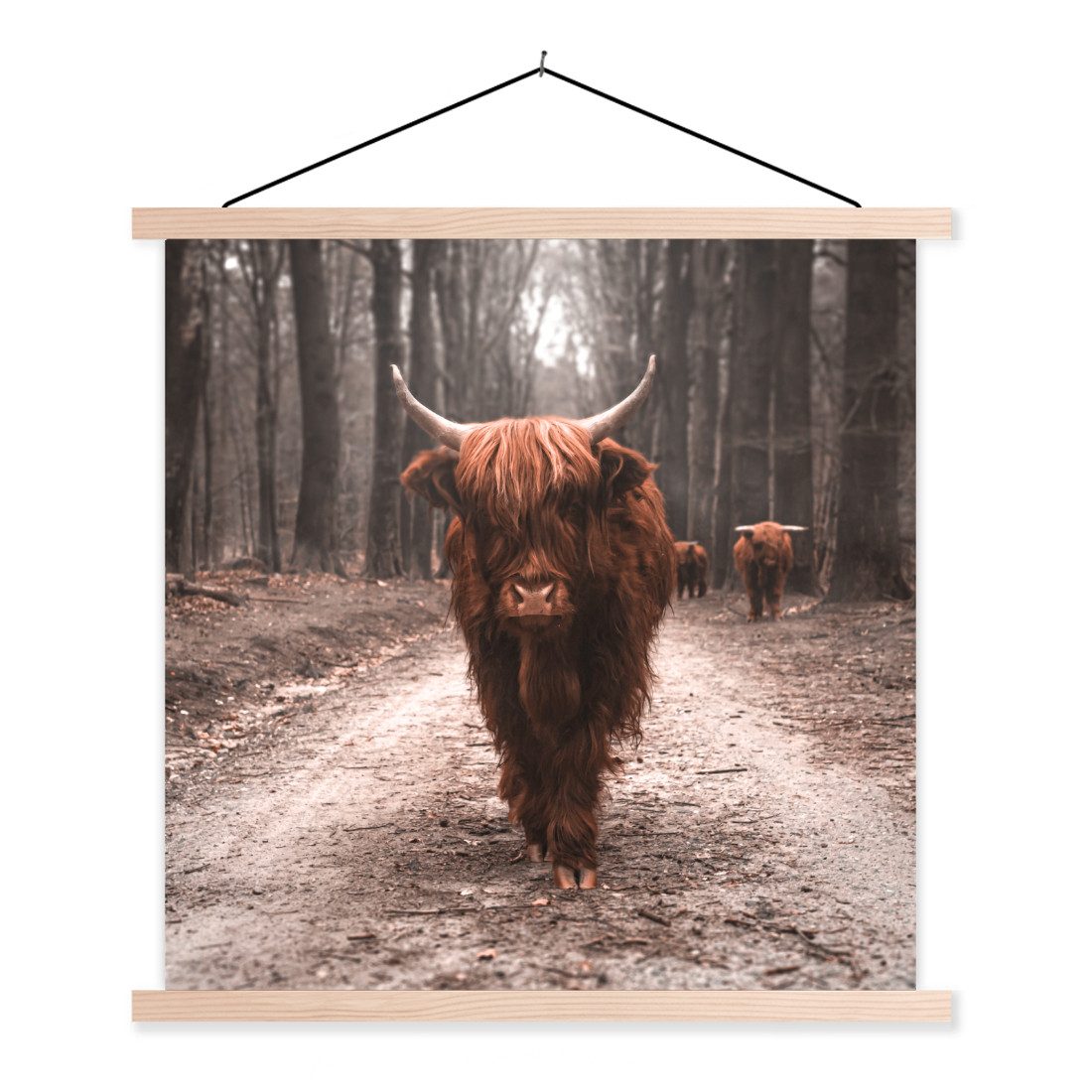Poster Schottischer Hochländer - Wald - Kuh - Tiere - Natur