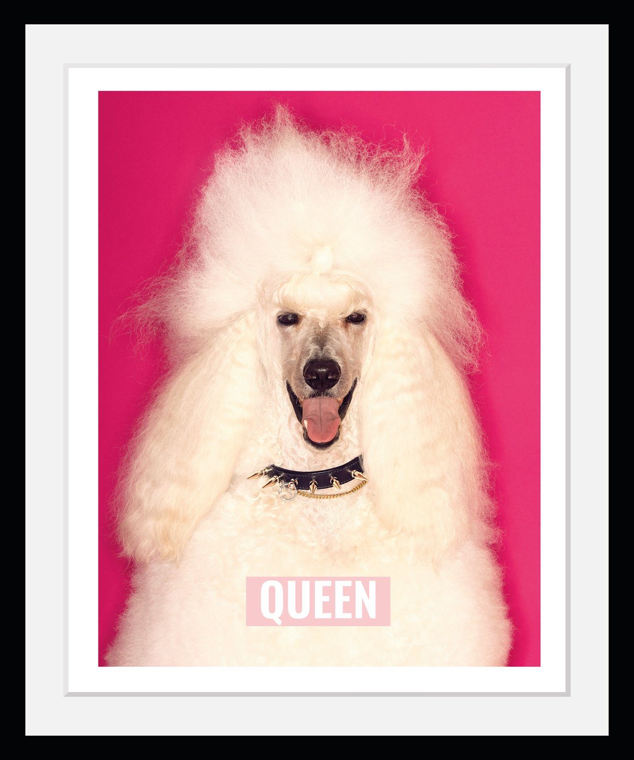 queence Bild mit Rahmen Pudel - Weiß - Queen - Hund - Gerahmter  Digitaldruck - Wandbild, Pudel/Hund (1 St), Holzrahmen - Dekoration -  Schwarzer Rahmen - in verschiedenen Größen