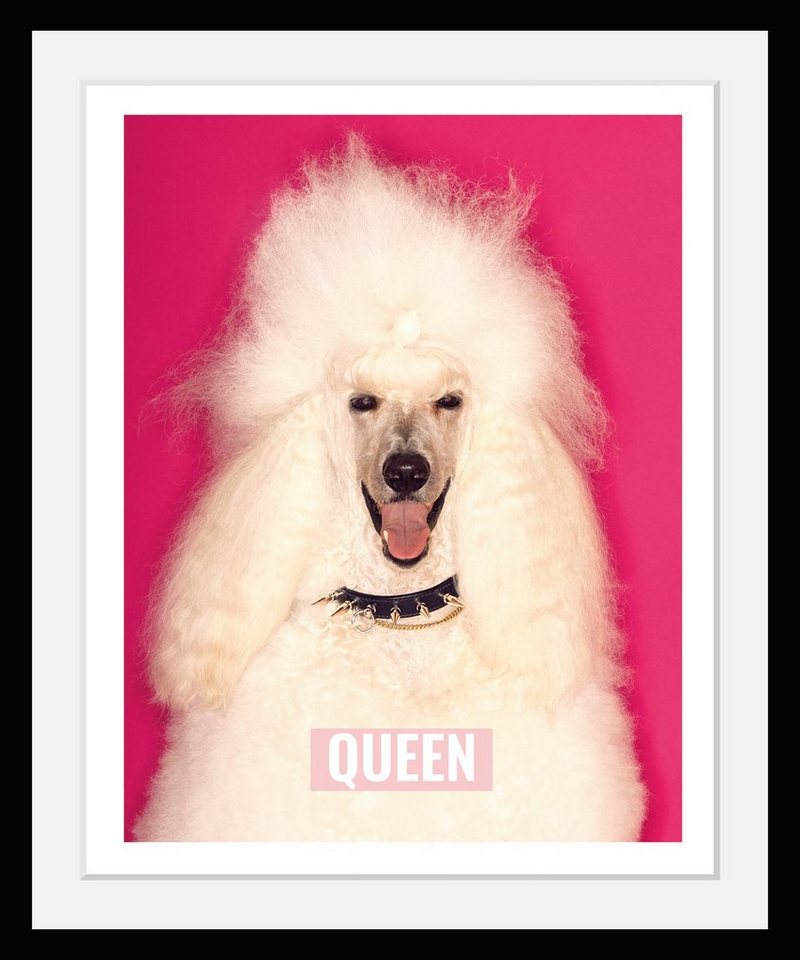 queence Bild mit Rahmen Pudel - Weiß - Queen - Hund - Gerahmter  Digitaldruck - Wandbild, Pudel/Hund (1 St), Holzrahmen - Dekoration -  Schwarzer Rahmen - in verschiedenen Größen